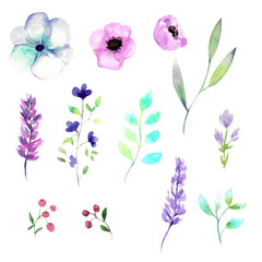 Watercolor illustration. A small set of flora elements. Cacti, wildflowers, branch with leaves, berries