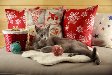 Russian blue cat is ready for new year. Cat at home. Red and white surrounding. Very beautiful Christmas atmosphere. Green eyes, grey fur, winter in Belarus.