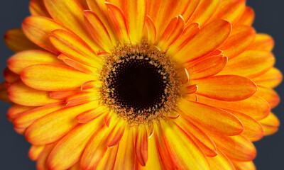 Orange Gerbera