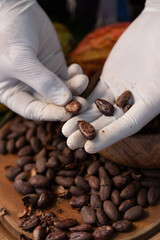 Man Holding Cocoa shell out of Cocoa Roasted for making a cocoa nib and hot cocoa and chocolate....