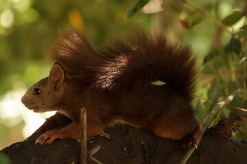 Spanish Squirrel