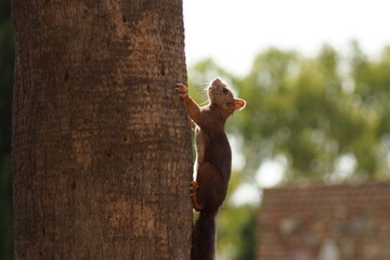 Squirrel from Málaga
