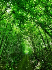 Fototapeta premium Narrow path in the summer forest with green trees.