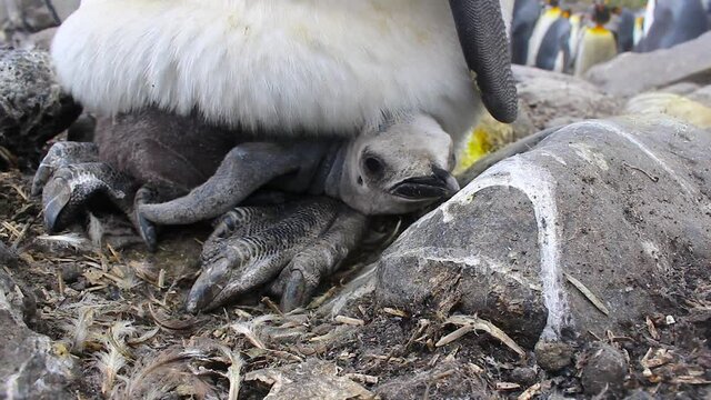 Recently hatched King penguin chick while parent keeps the chick warm