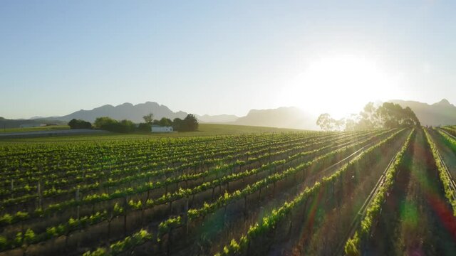 Green vineyards, sunrise sun ray sun light, flying quick, close-up aerial, Stellenbosch