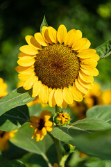Naklejka premium Sunflower natural background. Sunflower blooming