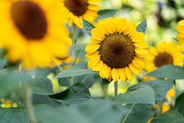 Sunflower natural background. Sunflower blooming