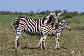Fototapeta na wymiar Mother watching and caring for young zebra foal in Kruger National Park, South Africa