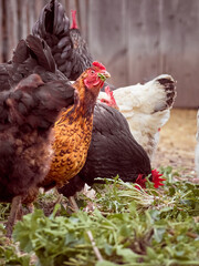 Free range chicken on a farm.