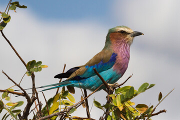A colorful lilac-breasted roller (Coracias caudatus) with an insect in beak perching in a tree in Kruger National Park, South Africa