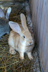 front view of a little cute rabbit in a cage on the hay