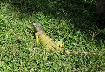 beautiful green chameleon in the zoo