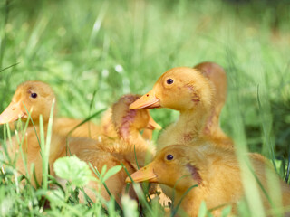 Cute young ducklings on a natural background.