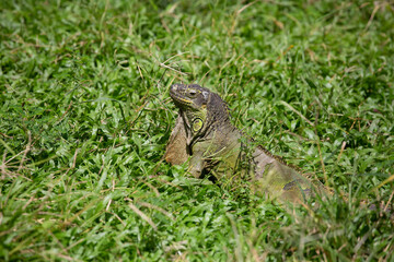 beautiful green chameleon in the zoo