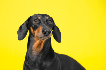 portrait of a adorable Dachshund dog, black and tan, on a trended colorful yellow background