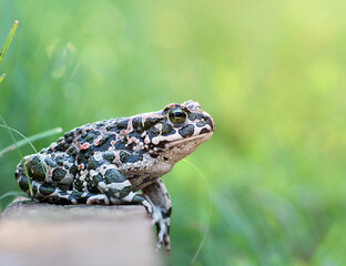 Green toad in the garden.