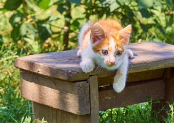 Kitten playing in the garden.