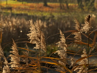 Grass in autumn
