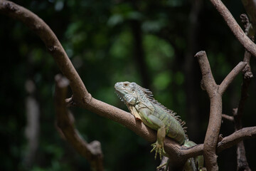 Naklejka na ściany i meble beautiful green chameleon in the zoo