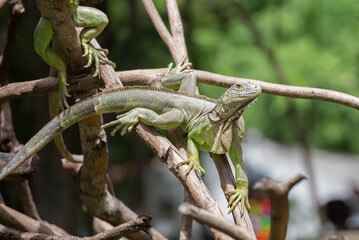 beautiful green chameleon in the zoo