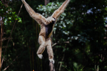 A monkey on a tree in a zoo