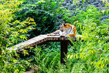 Naklejka na ściany i meble Big striped tiger (Panthera tigris) resting among the green vegetation