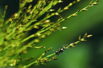 close up of green grass