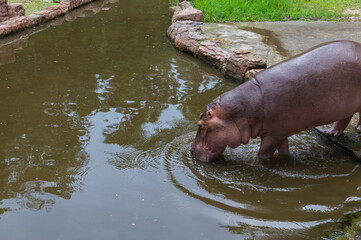Hippopotamus at the river