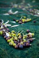 Olives scattered on the cloth during the harvest, first oil of the year