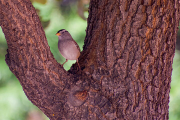 Small bird perched in crotch of oak tree