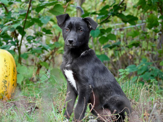 Black puppy on the grass .