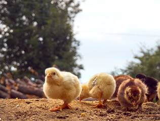 Small chicken on the farmyard.
