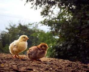 Small chicken on the farmyard.