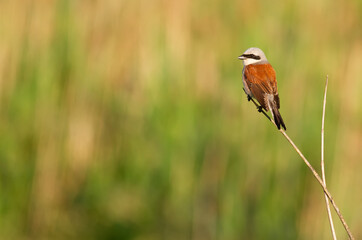 Red-backed shrike, Lanius collurio. An adult male bird sits on a cane stalk on the river bank.