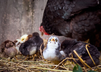 Chicken with chickens in the farmyard.