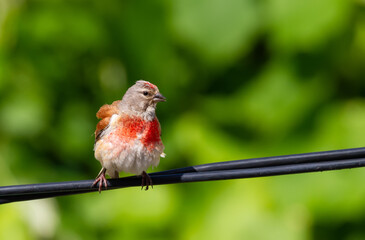 Common linnet, Linaria cannabina. A male bird sits on an electric cable in the garden on a beautiful blurred green background