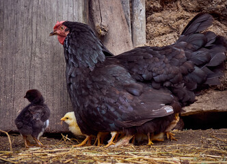 Chicken with chickens in the farmyard.