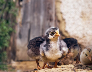 Small chicken on the farmyard.