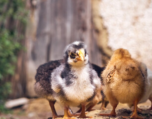 Small chicken on the farmyard.