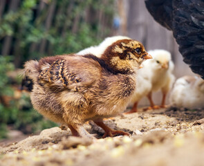 Chicken with chickens in the farmyard.