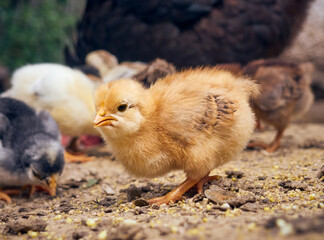 Chicken with chickens in the farmyard.
