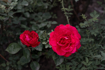 Rose buds flowers in the garden