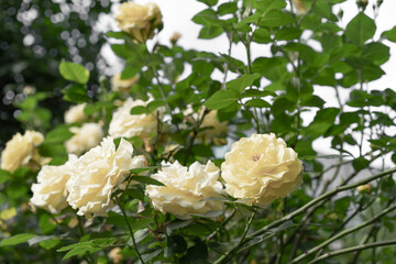 Obraz na płótnie Canvas Yellow roses bloom in the garden
