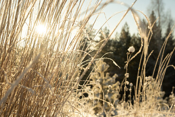 Fototapeta premium Frozen grass in the winter morning
