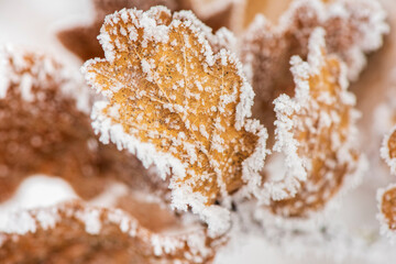 hoarfrost on leaves at cold winter day