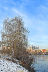 Winter landscape. Birch trees on Lake Penyagino in Mitino Landscape Park. Moscow, Russia