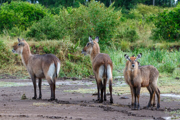 Waterbuck (Kobus ellipsiprymnus). After a heavy rain shower the wet waterbuck are standing on the savannah of the Masai Mara National Park in Kenya