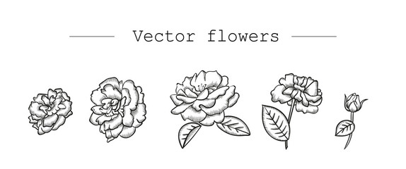 Black and white vector flowers isolated on white background. Graphic roses drawing for design