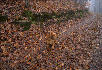 Cocker Spaniel on an autumn path in the woods