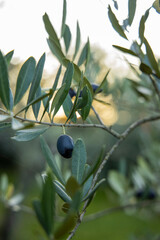 Details of uncultivated olives on the branches, in the background the warm sunlight creates an...